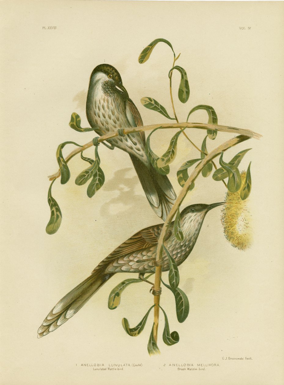 Lumulated Wattlebird or Little Wattlebird, 1891 tekijältä Gracius Broinowski