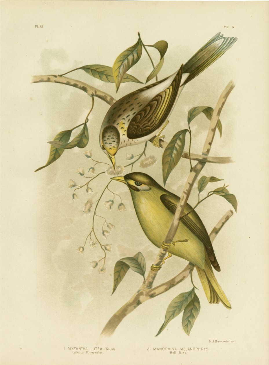 Luteous Honeyeater tai Yellow-Throated Miner, 1891 tekijältä Gracius Broinowski
