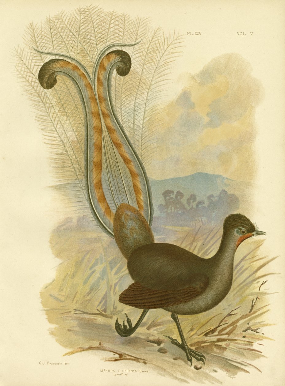 Lyrebird, 1891 tekijältä Gracius Broinowski