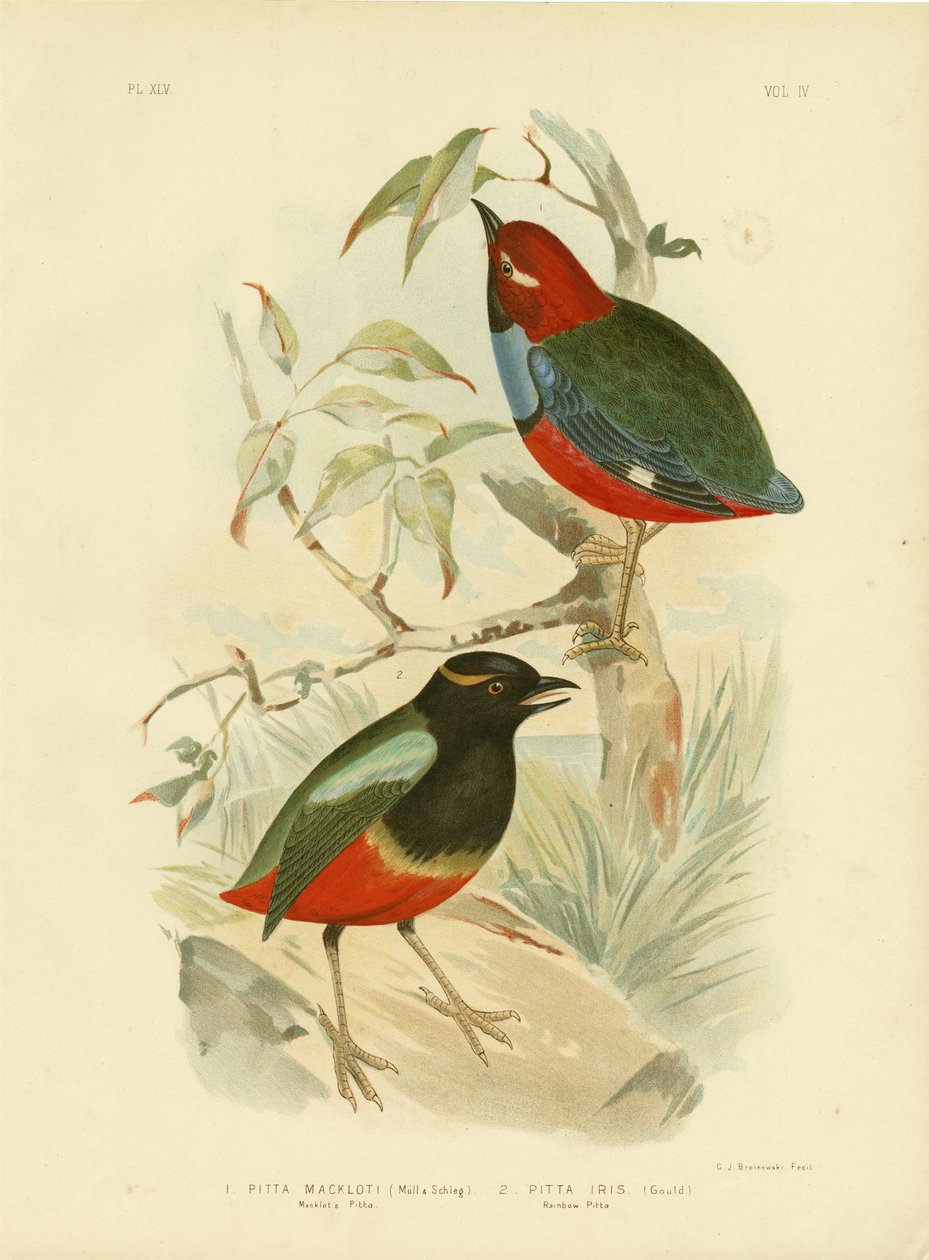 Macklotin Pitta, 1891 tekijältä Gracius Broinowski