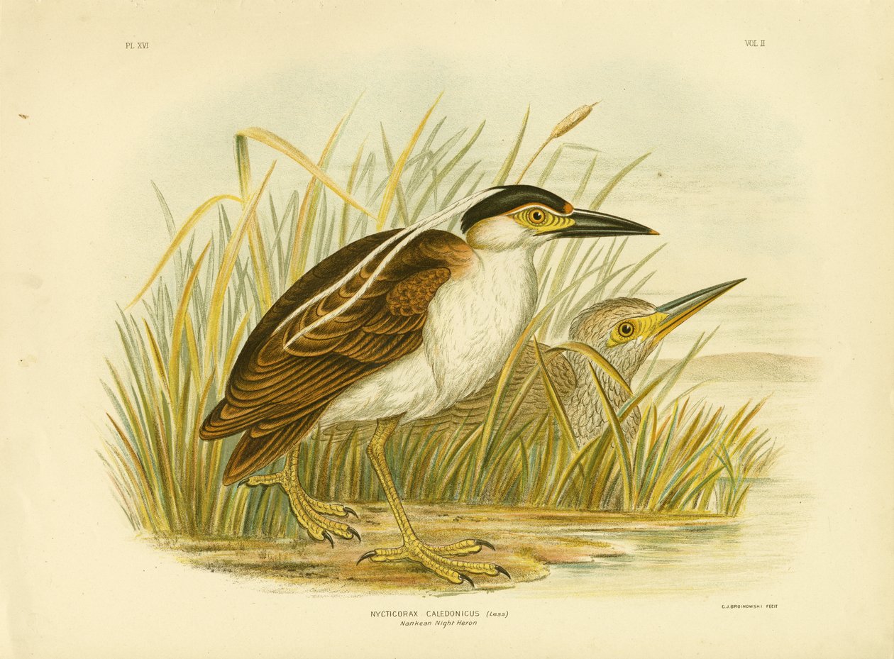Nankeen Night Heron tai Nankeen Night Heron, 1891 tekijältä Gracius Broinowski
