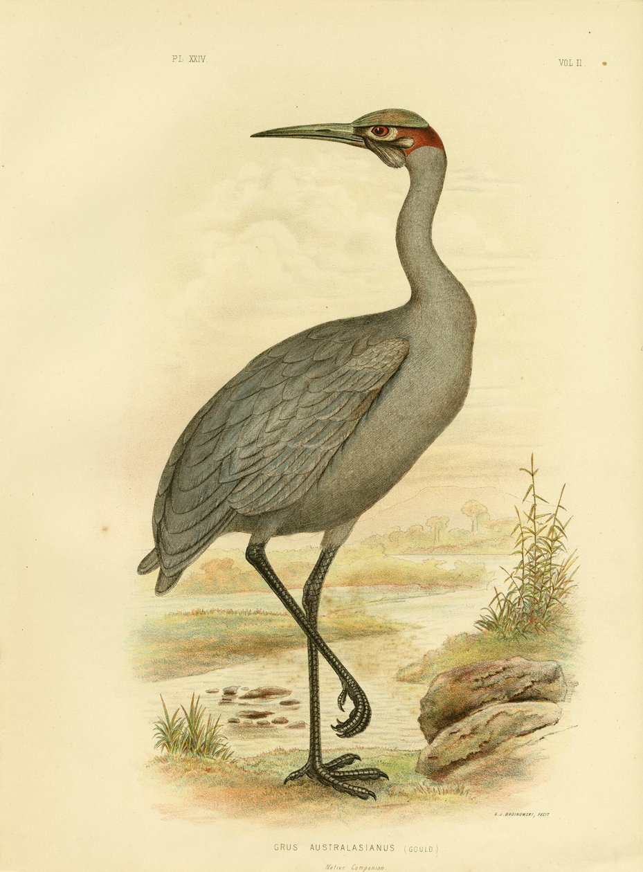 Native Companion Or Brolga, 1891 tekijältä Gracius Broinowski