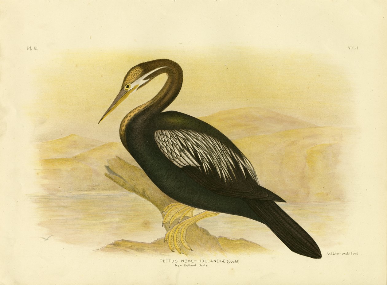 New Holland Darter, 1891 tekijältä Gracius Broinowski