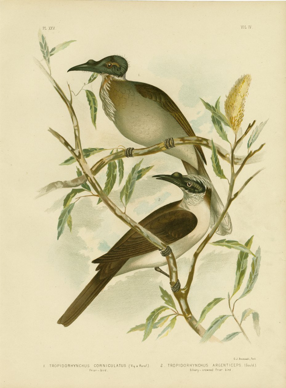 Noisy Friarbird, 1891 tekijältä Gracius Broinowski