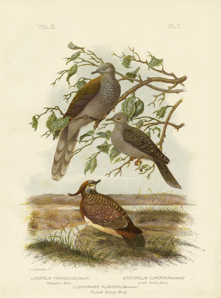 Rauhallinen kyyhkynen, 1891 tekijältä Gracius Broinowski