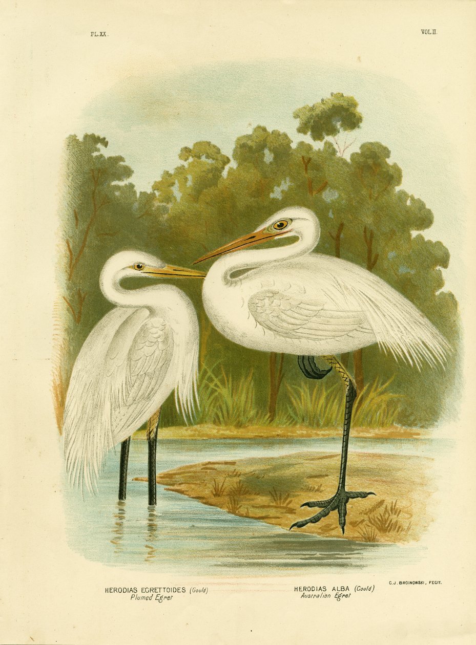 Plumed egret tai keskikokoinen jalohaikara, 1891 tekijältä Gracius Broinowski