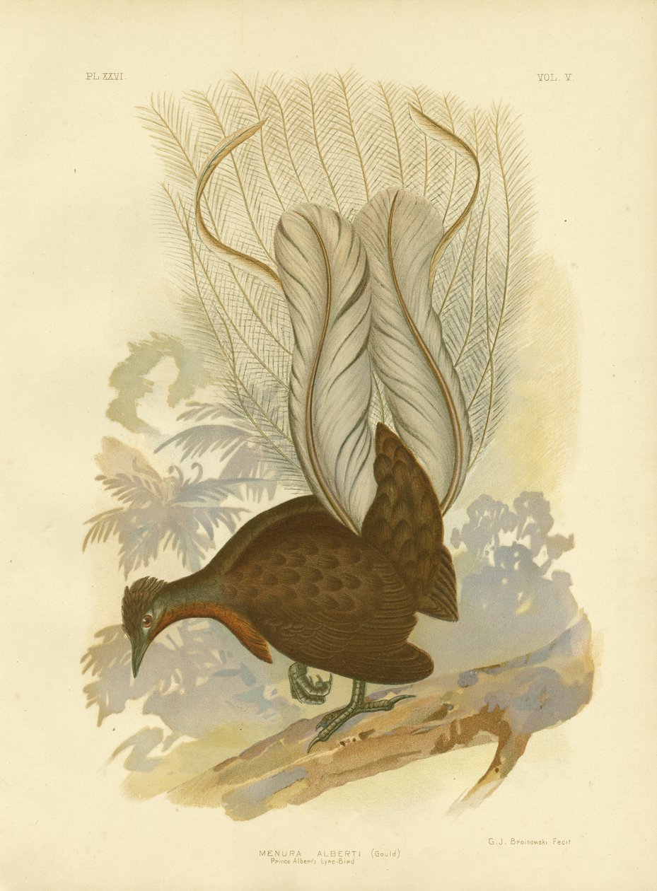 Prinssi Albertin Lyrebird, 1891 tekijältä Gracius Broinowski
