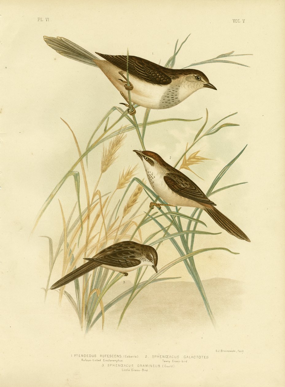 Rufous-Tinted Cincloramphus tai Rufous Songlark, 1891 tekijältä Gracius Broinowski