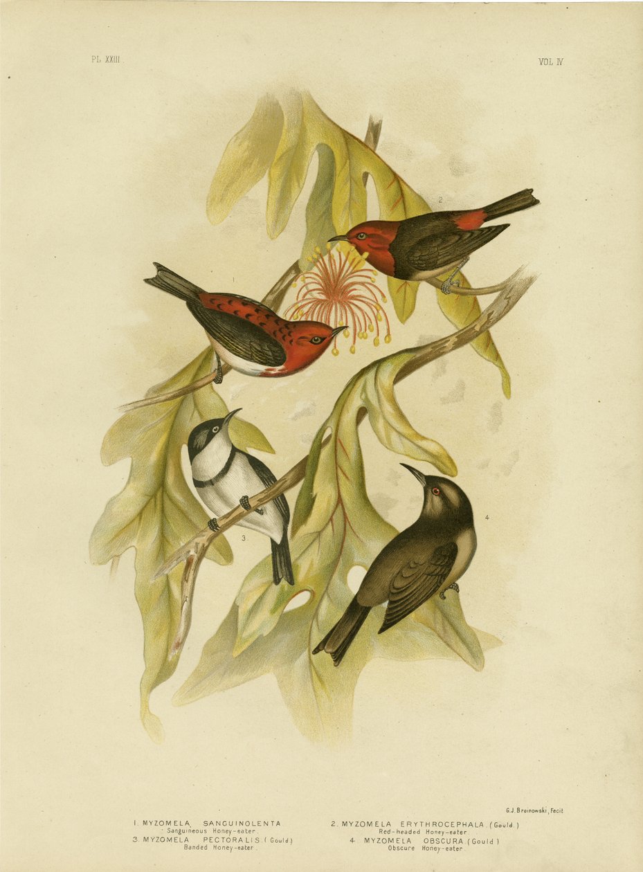 Sanguineous Honeyeater, 1891 tekijältä Gracius Broinowski