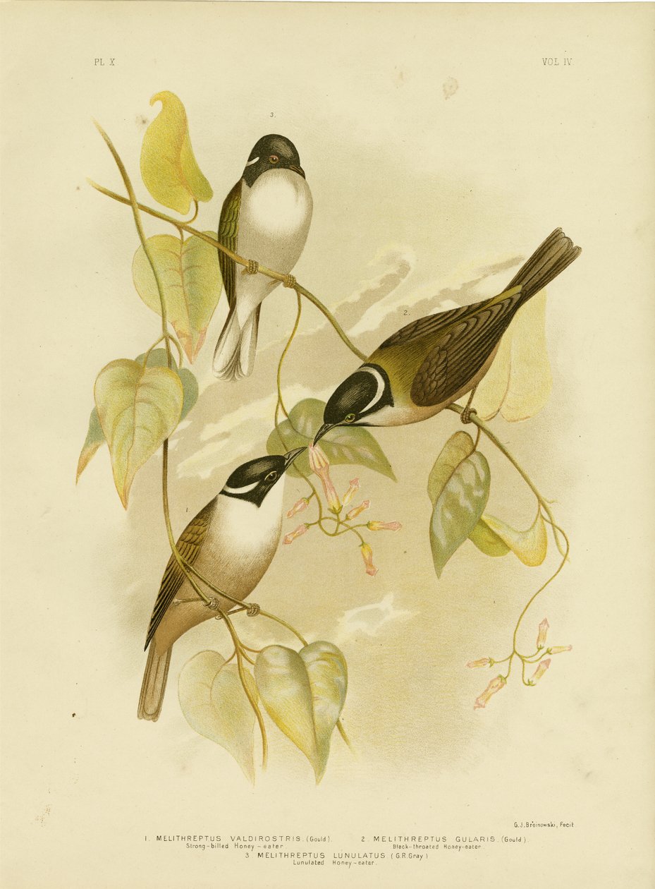 Strong-Billed Honeyeater, 1891 tekijältä Gracius Broinowski