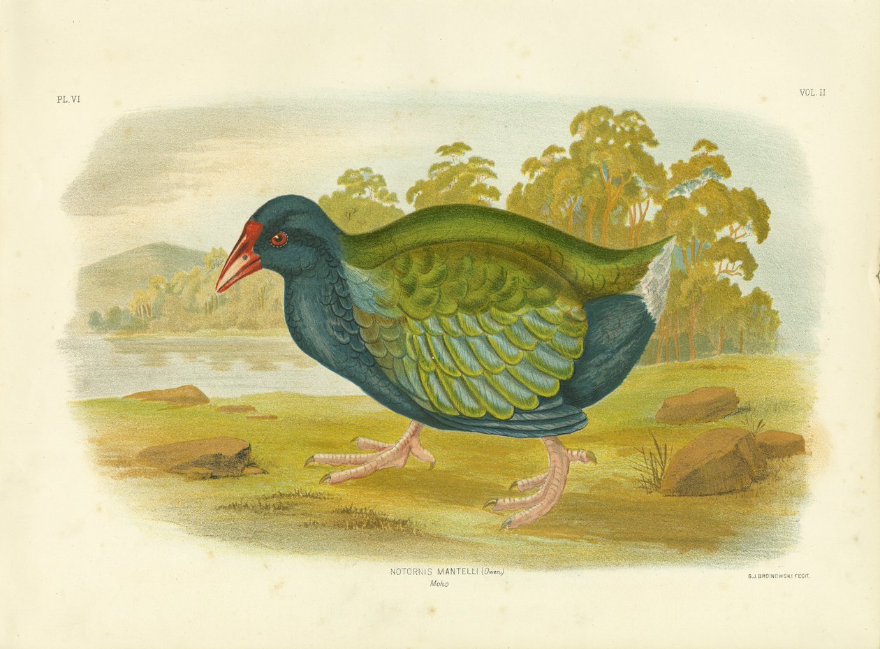 Takahe, 1891 tekijältä Gracius Broinowski