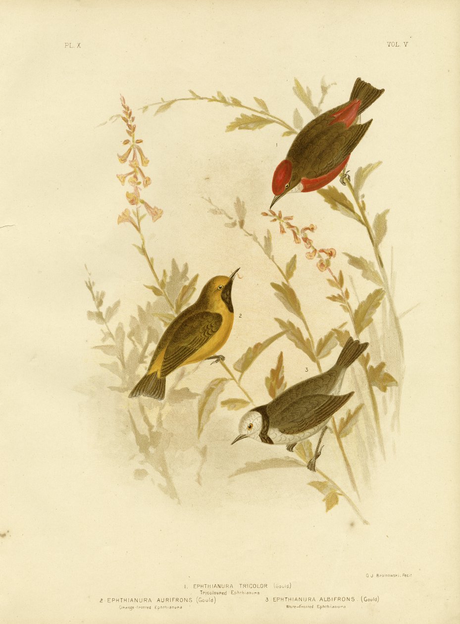 Kolmivärinen Ephthianura, 1891 tekijältä Gracius Broinowski