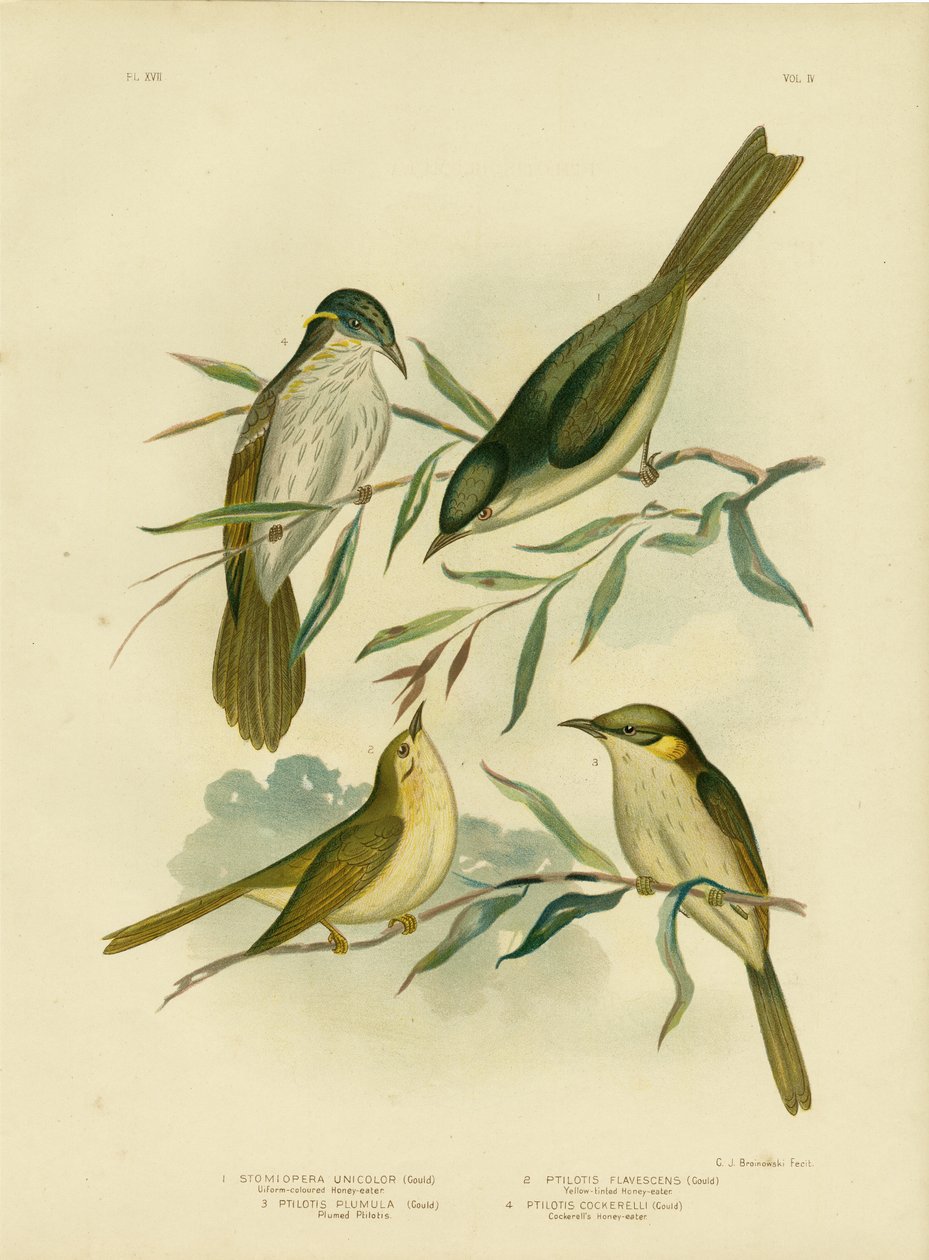 Uniform-Colored Honeyeater tai White-Gaped Honeyeater, 1891 tekijältä Gracius Broinowski