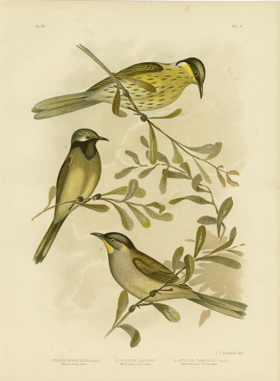 Varied Honeyeater, 1891 tekijältä Gracius Broinowski