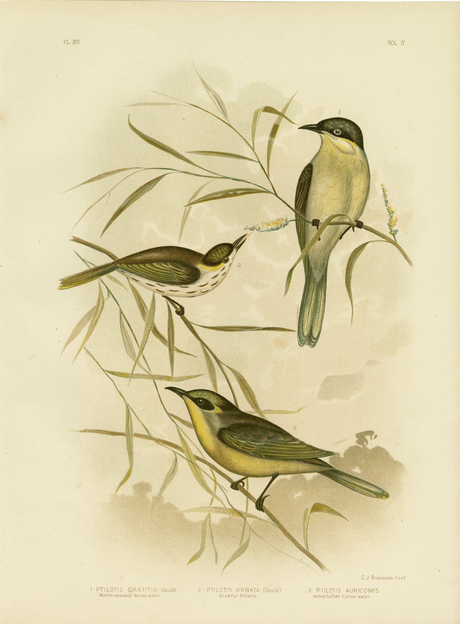 Wattle-cheeked Honeyeater tai Purple-Gaped Honeyeater, 1891 tekijältä Gracius Broinowski