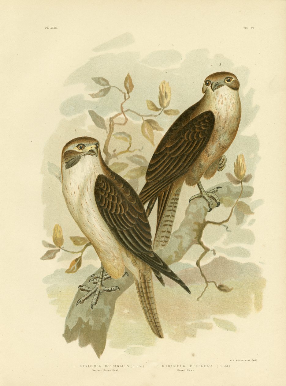 Western Brown Hawk, 1891 tekijältä Gracius Broinowski