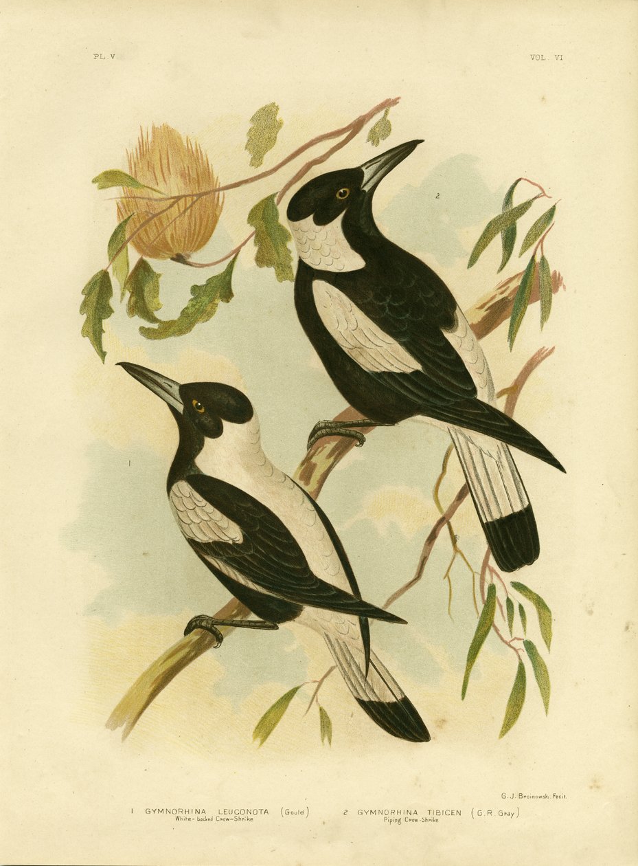 Valkoselkäinen variskirkko, 1891 tekijältä Gracius Broinowski