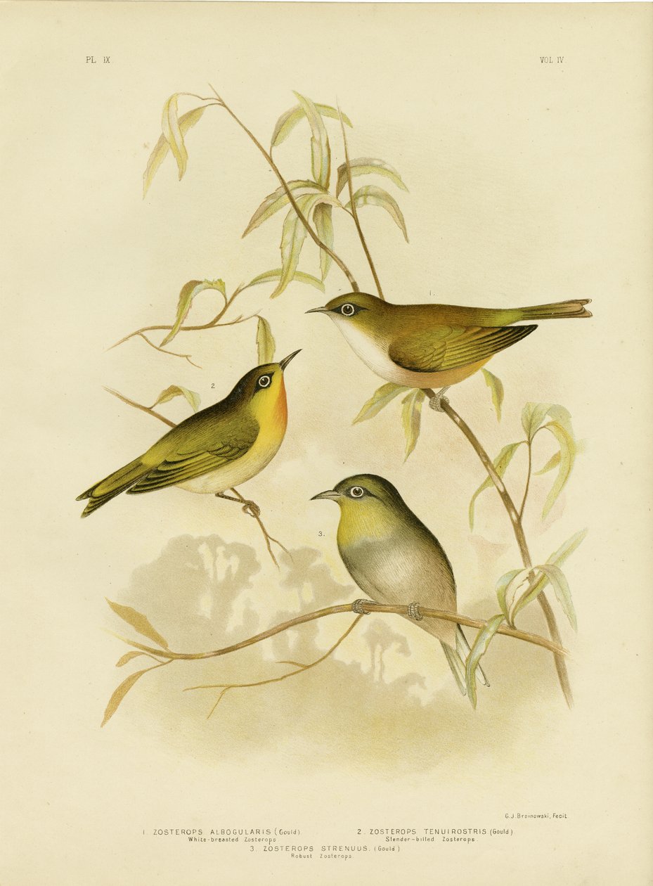 White-Breasted Zosterops tai Norfolk White-Eye, 1891 tekijältä Gracius Broinowski