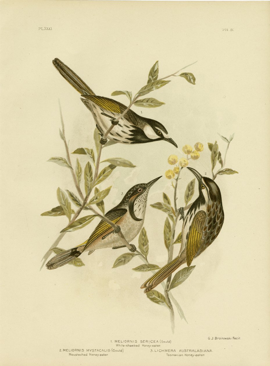 White-cheeked Honeyeater, 1891 tekijältä Gracius Broinowski