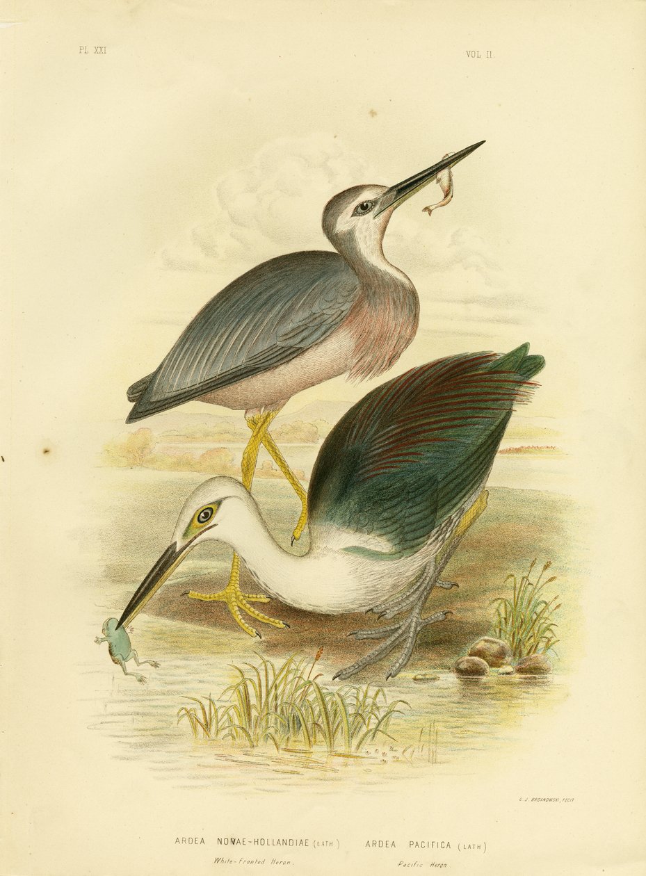 White-Faced Heron, 1891 tekijältä Gracius Broinowski