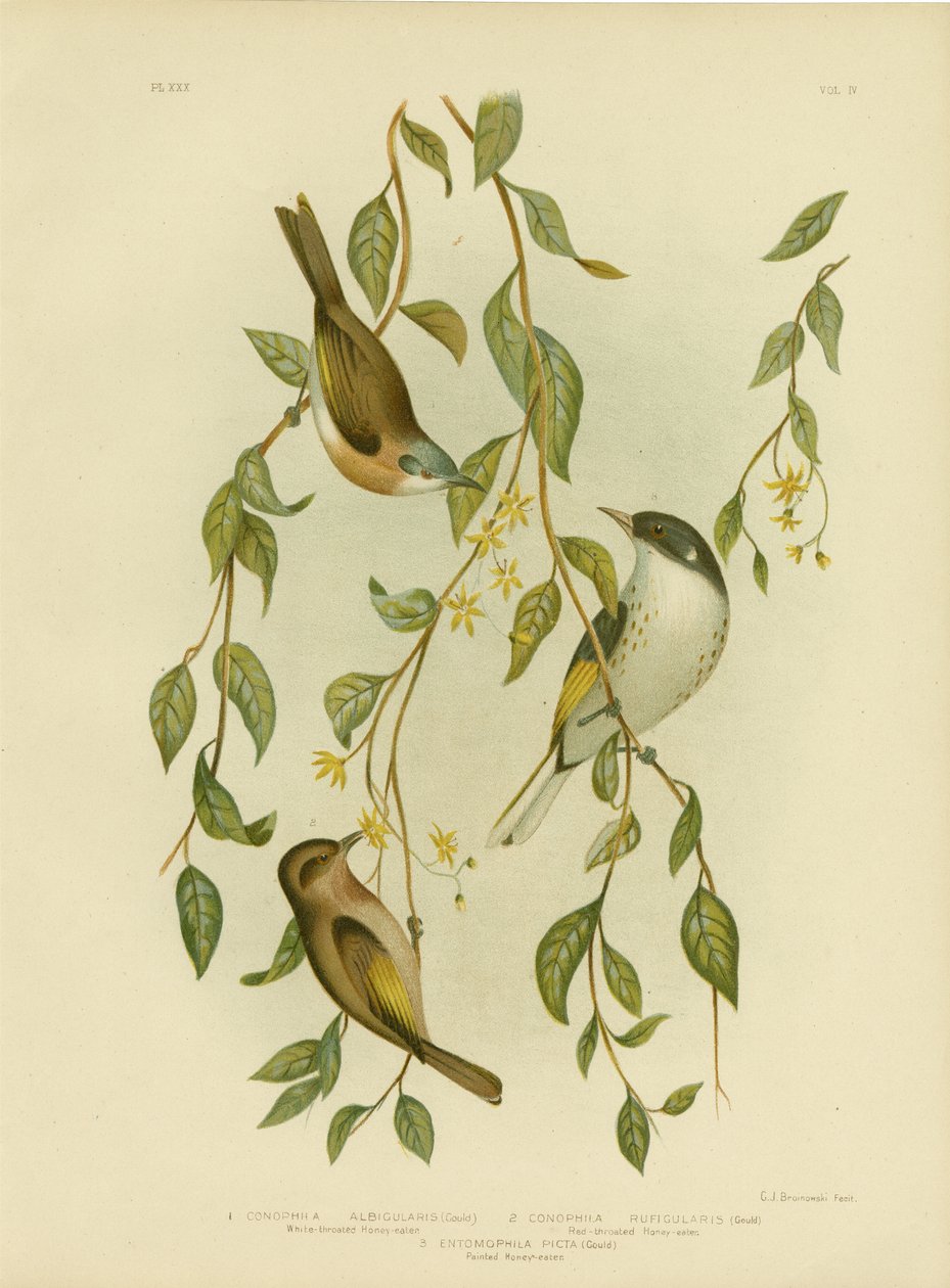 Valkokurkkuhunaja, 1891 tekijältä Gracius Broinowski