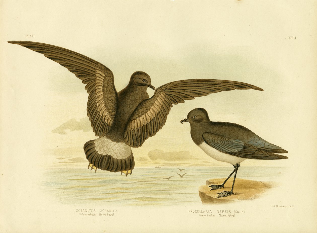 Keltainen myrskypentu, 1891 tekijältä Gracius Broinowski