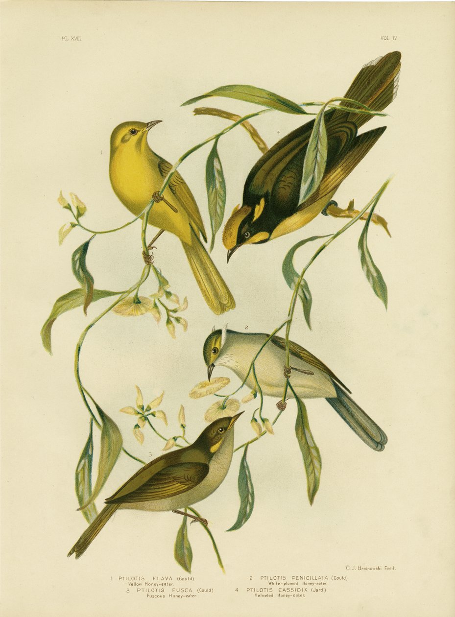 Keltainen Honeyeater, 1891 tekijältä Gracius Broinowski