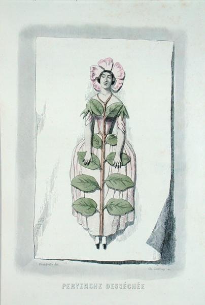 Periwinkle kuihtunut, Les Fleurs Animeesista, kaiverrus Charles Geoffroy (1819-82) tekijältä Grandville