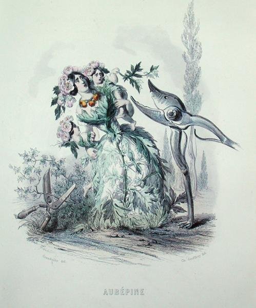 Hawthorn, Les Fleurs Animeesista, kaivertanut Charles Geoffroy (1819-82) tekijältä Grandville