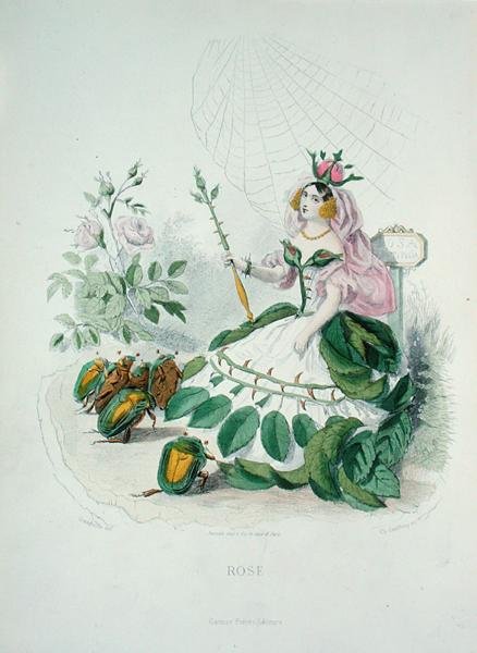 Ruusu (Rosa Centifolia) kukkien kuningatar, Les Fleurs Animeesista, kaivertanut Charles Geoffroy (1819-82) tekijältä Grandville