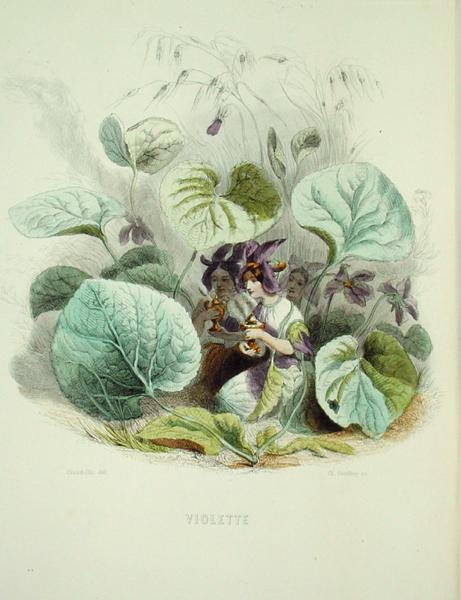 Violetti, Fleurs Animeesista, kaiverrus Charles Geoffroy (1819-82) tekijältä Grandville