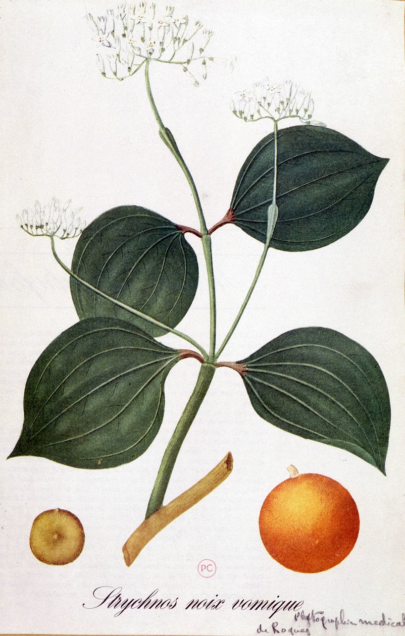 Strychnosin (vomic pähkinä tai nux vomica) lehdet, kukat ja hedelmät - teoksessa "" Animated Flowers", kirjoittanut Grandville, n.d. 19. tekijältä Grandville