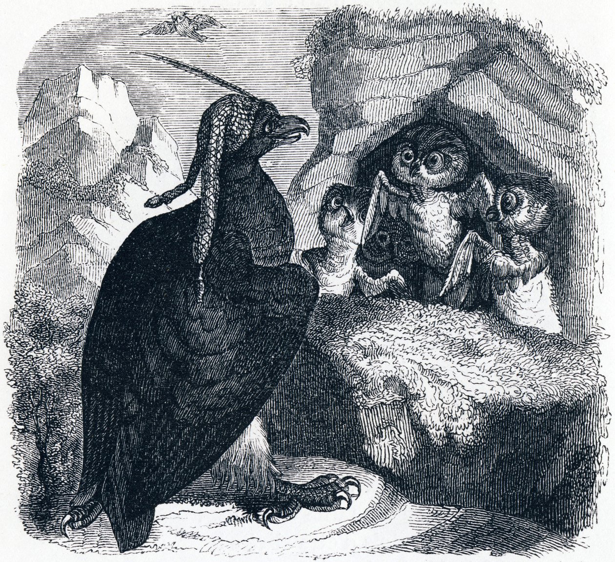 Kotka ja pöllö, kuvitus teoksesta "Fables of La Fontaine", tekijältä Grandville