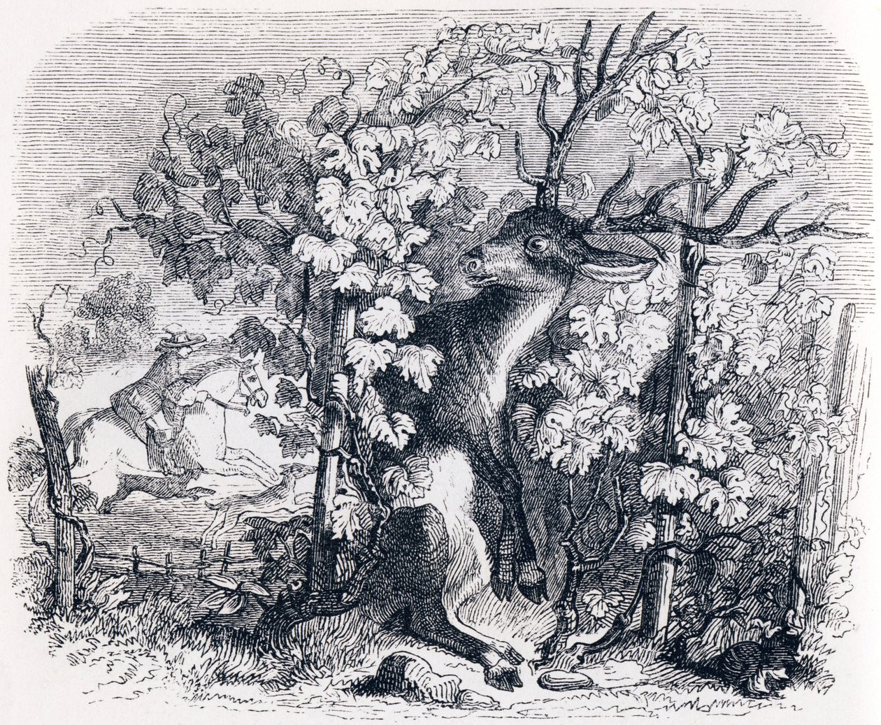 Hirvi ja viiniköynnös (Le cerf et la vigne) - La Fontainen tarinoita tekijältä Grandville