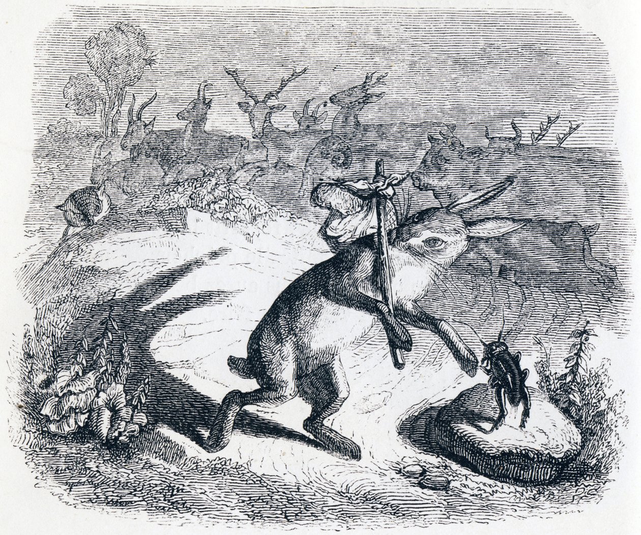Jäniksen korvat - La Fontainen sadut - Fables by La Fontaine tekijältä Grandville