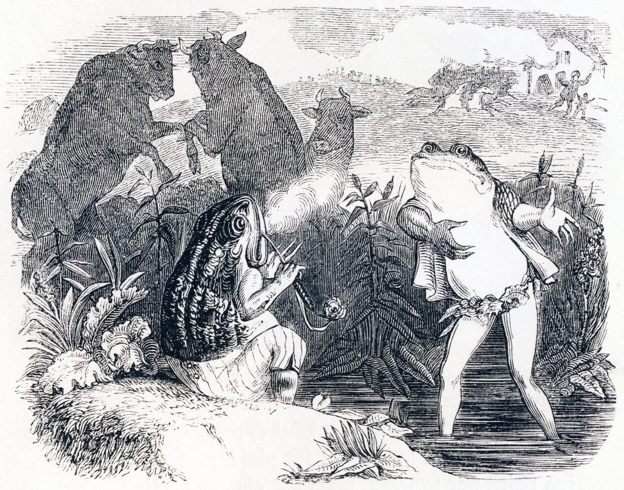 Kaksi härkää ja sammakko - La Fontainen Fables tekijältä Grandville