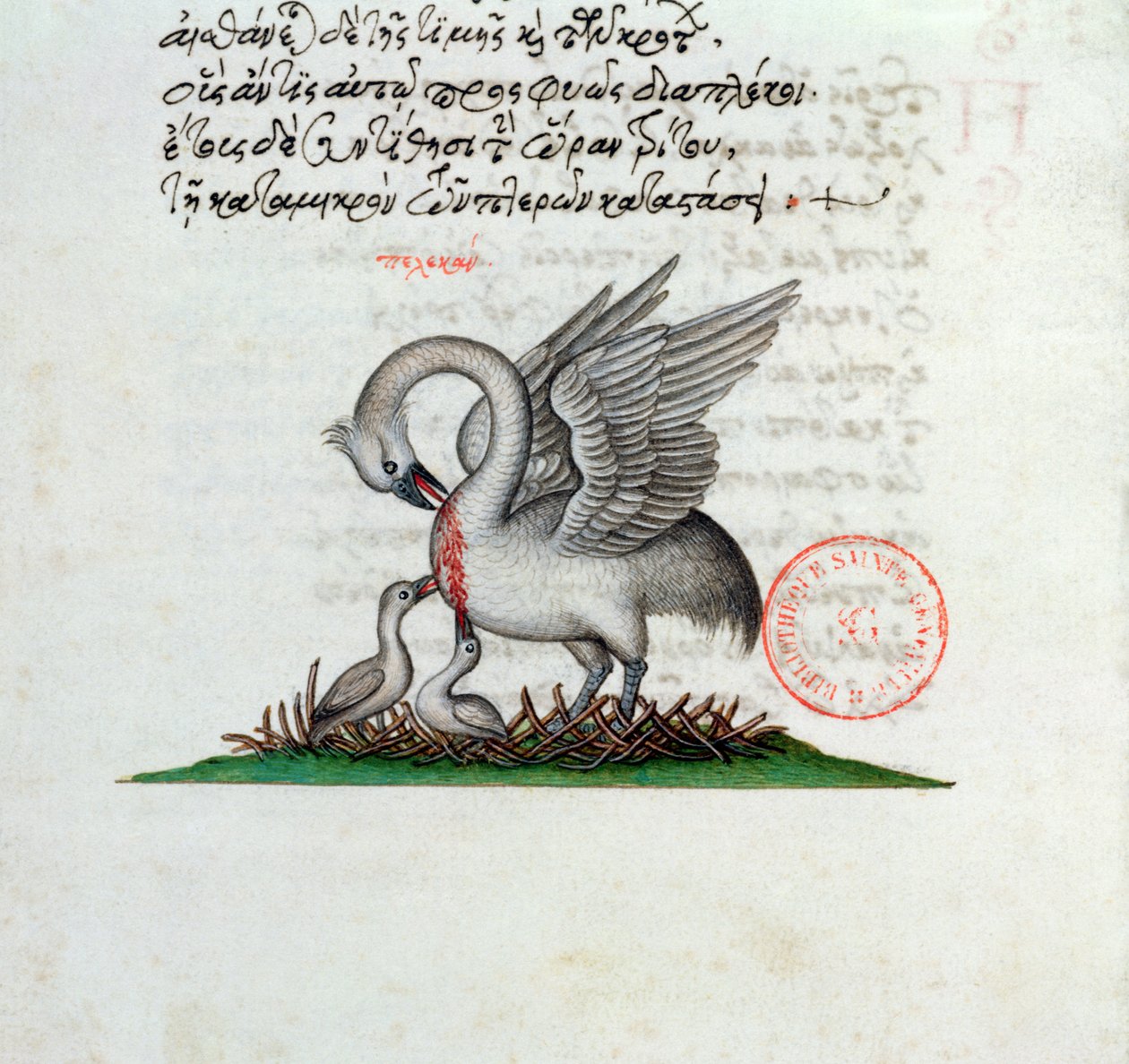 Ms 3401 Pelikaani, joka lävistää rintansa ruokkiakseen nuoriaan, Manuel Philesin bestiaarista, 1566 tekijältä Greek School