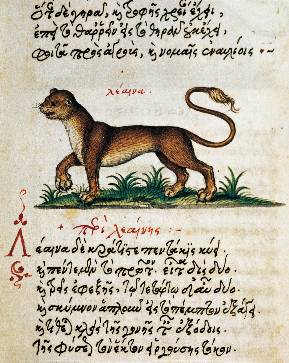 Tutkielma leijonasta, testi ja miniatyyri De animalium natura et proprietate libelluksesta, kirjoittanut Aelianus (2.-3. vuosisadat jKr.) tekijältä Greek School