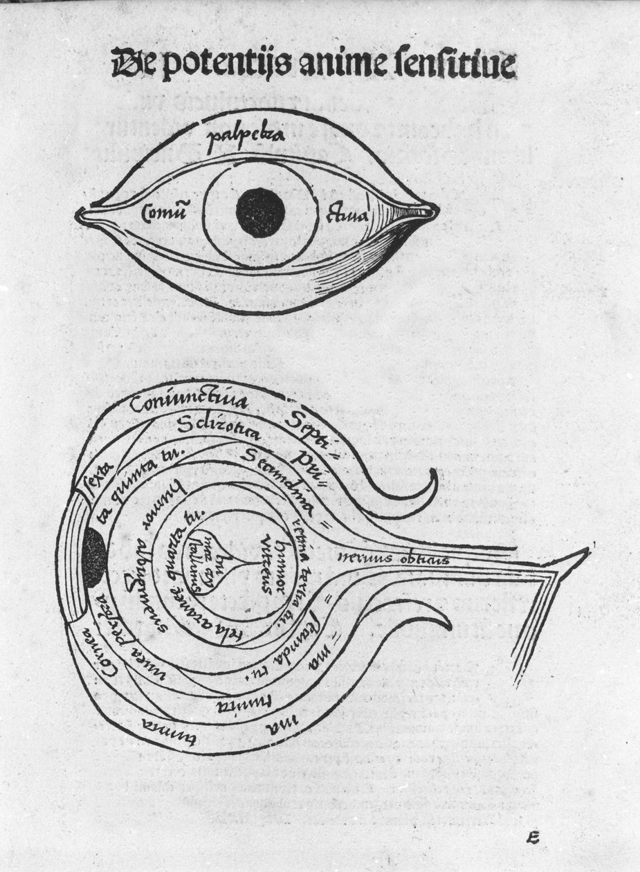 Ihmissilmän tutkimus. Gregor Reischin (1467-1525), Balen "The Philosophical Daisy" anatominen taulu tekijältä Gregor Reisch