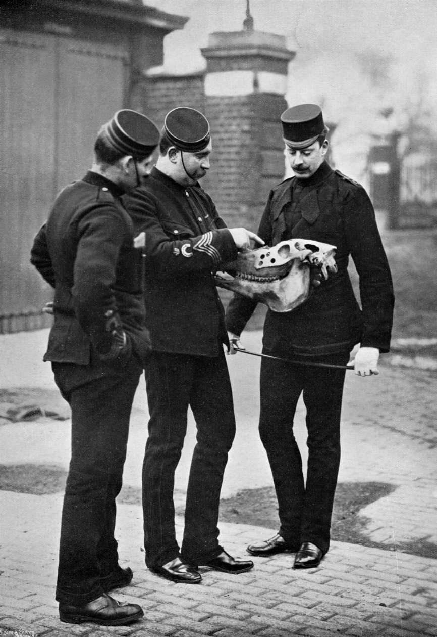 Eläinlääkärin mielenosoitus, 1st Life Guards, 1896 tekijältä Gregory and Co