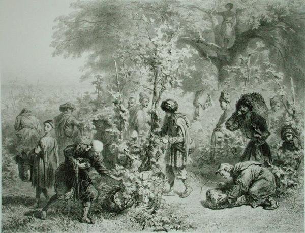 Rypäleen sato Kakhetiessa, Georgiassa, levy 30 Kaukasusta käsittelevästä kirjasta, kaiverrettu Eugene Le Roux (1807-63), julkaisija Alfred Leon Lemercier, Pariisi tekijältä Grigori Grigorevich (after) Gagarin