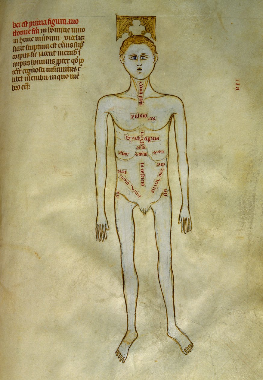 Anatomia ja kirurgiset levyt: uroselinten lokalisointi. ""Liber notables Philippi, frankien seitsemäs kuningas, poimittu Galienin kirjoista"" Gui de Pavian noin 1345. Chantilly, Musee Conde tekijältä Guido da Vigevano da Pavia