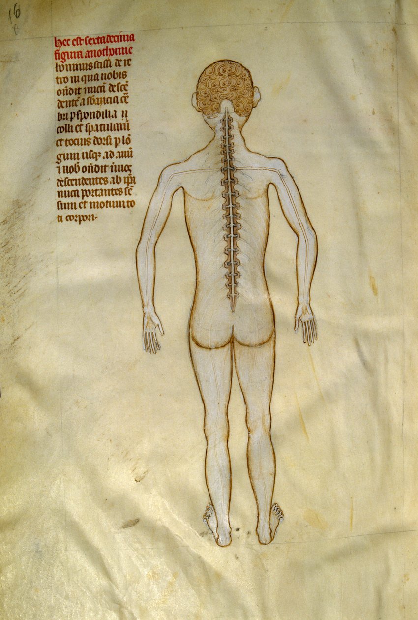 Anatomia ja kirurgiset levyt: selkäydin (selkärangan nikamissa). ""Liber notables Philippi, frankien seitsemäs kuningas, poimittu Galienin kirjoista"" Gui de Pavian noin 1345. Chantilly, Musee Conde tekijältä Guido da Vigevano da Pavia
