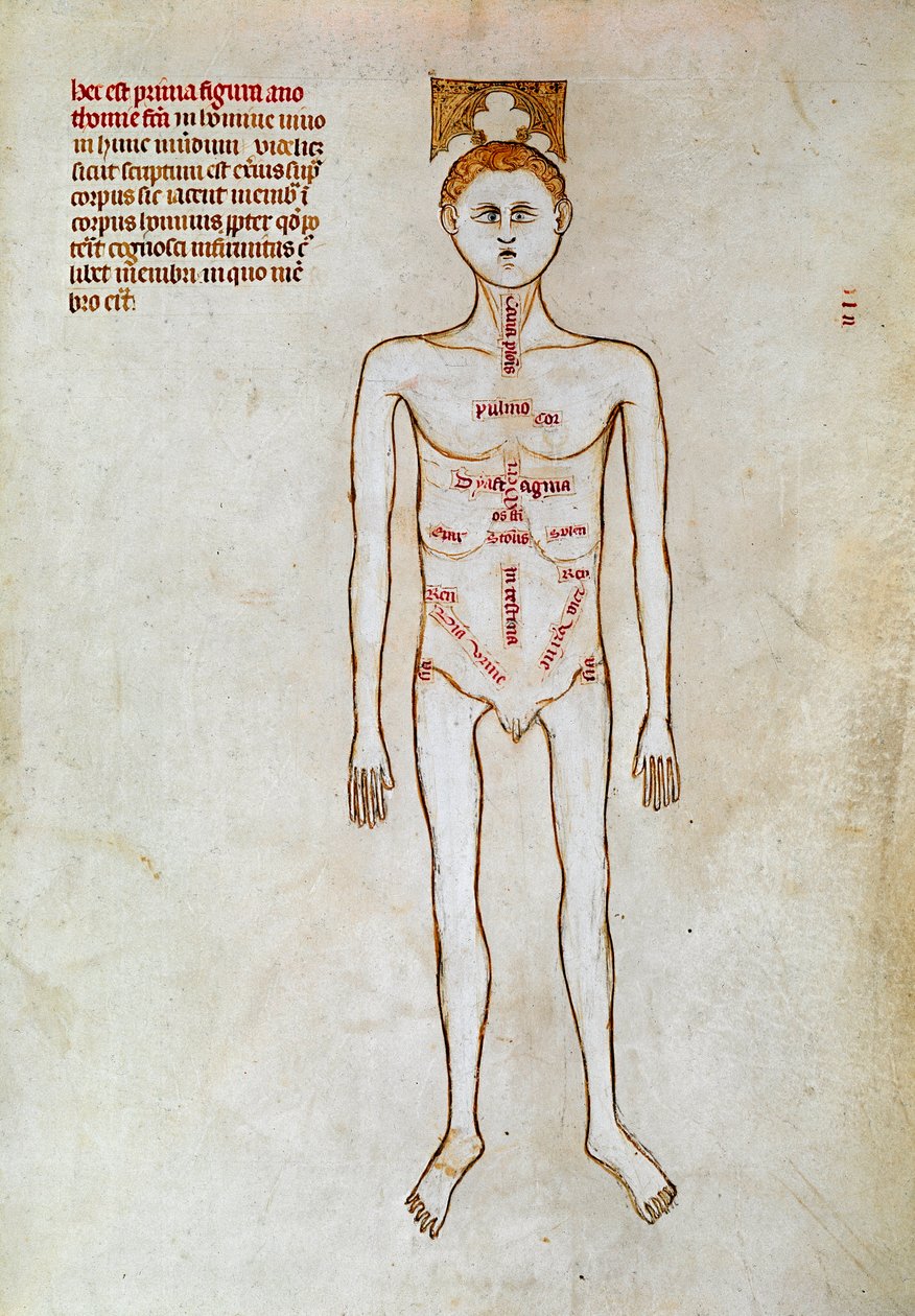 Leikkaus: ihmiskehon esitys. Miniatyyri teoksessa ""Liber notables Philippi, frankien seitsemäs kuningas, poimittu Galienin kirjoista"" kirjoittanut Gui (Guy) Paviasta tekijältä Guido da Vigevano da Pavia