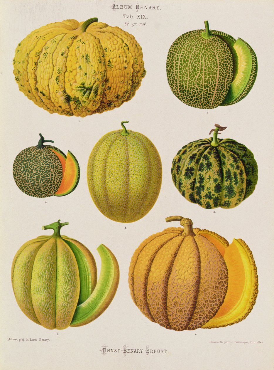 Melonit: Tab. XIX, Benary-albumista tekijältä Guillaume Severeyns