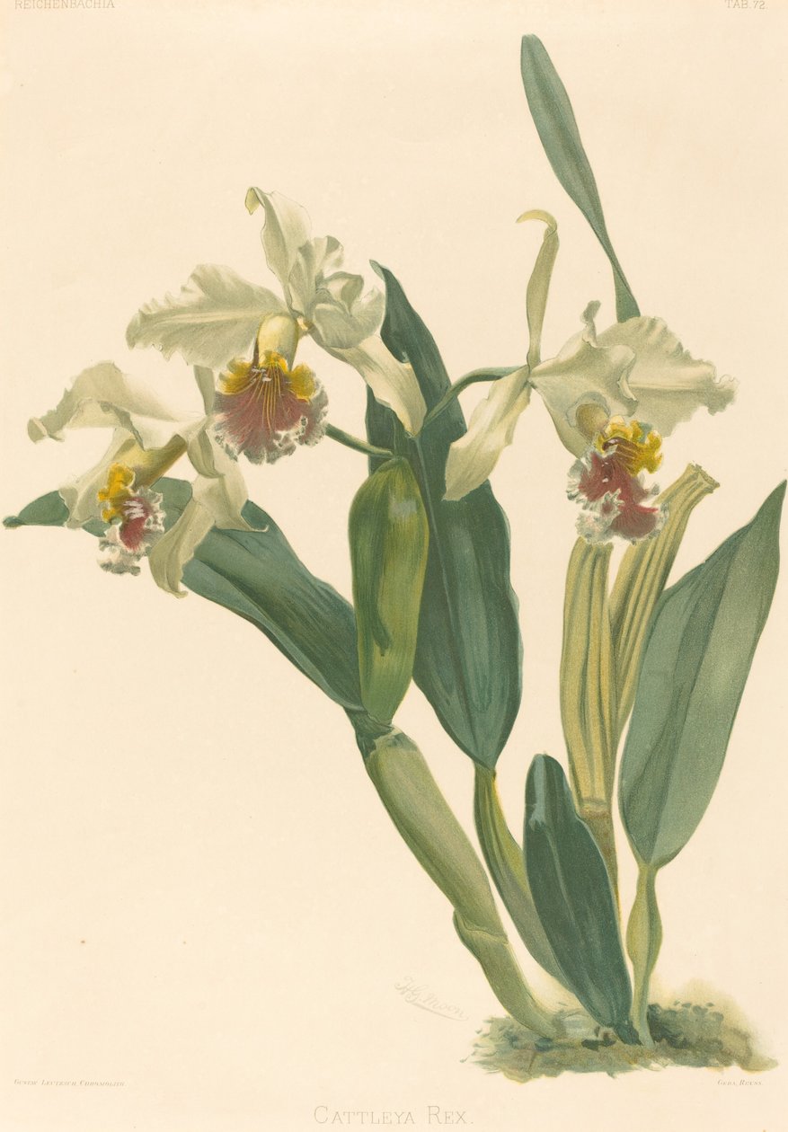 Cattleya Rex tekijältä Gustav Leutzsch after Henry George Moon
