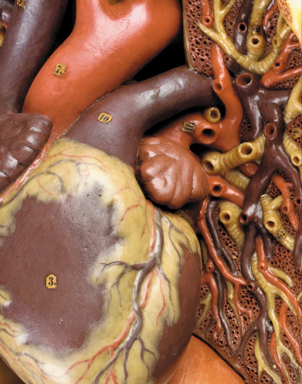 Yksityiskohta miehen anatomisesta ecorche-mallista, jossa näkyvät lihakset, valtimot ja suonet, verenkierto ja hermosto tekijältä Gustav Zeiller