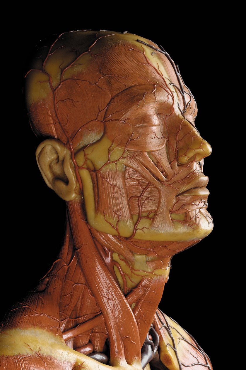 Yksityiskohta miehen anatomisesta ecorche-mallista, jossa näkyvät lihakset, valtimot ja suonet, verenkierto ja hermosto (vaha) (katso myös 469823-469827) tekijältä Gustav Zeiller