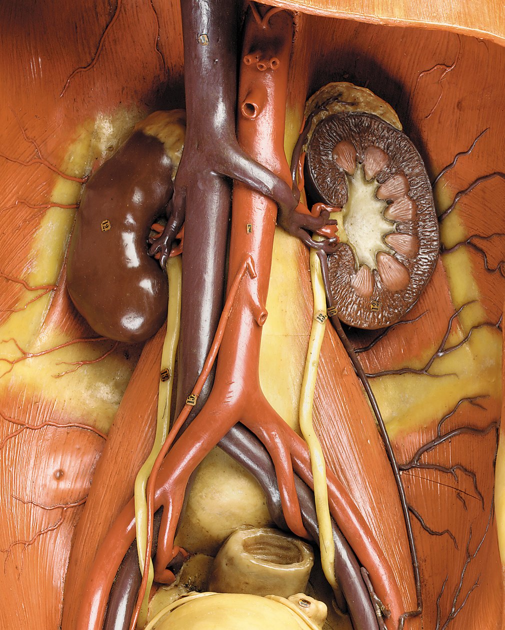 Yksityiskohta miehen anatomisesta ecorche-mallista, jossa näkyvät lihakset, valtimot ja suonet, verenkierto ja hermosto (vaha) (katso myös 469822-469827) tekijältä Gustav Zeiller