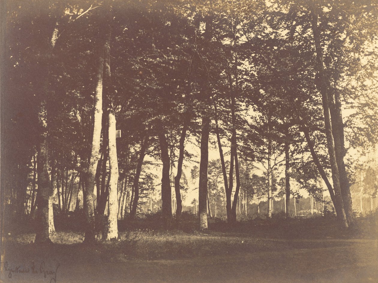 Puiden ja polkujen tutkimus tekijältä Gustave Le Gray